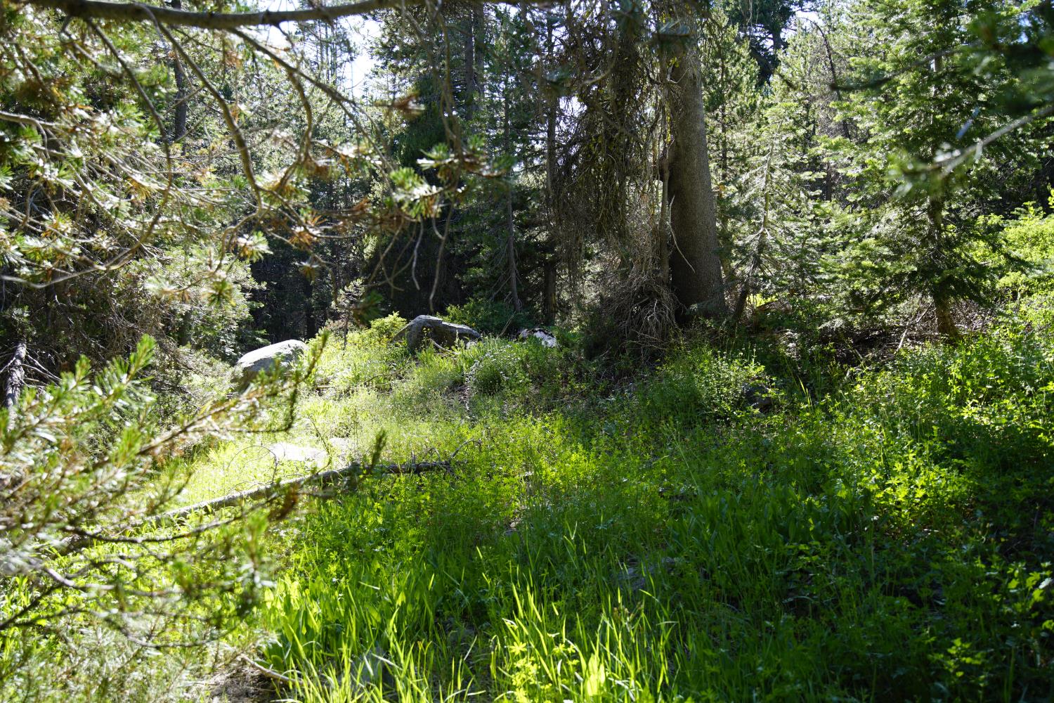 0 Forest 41 Road Sierra City, CA 96125 - Photo 9 of 30 a backyard of a house with lots of green space