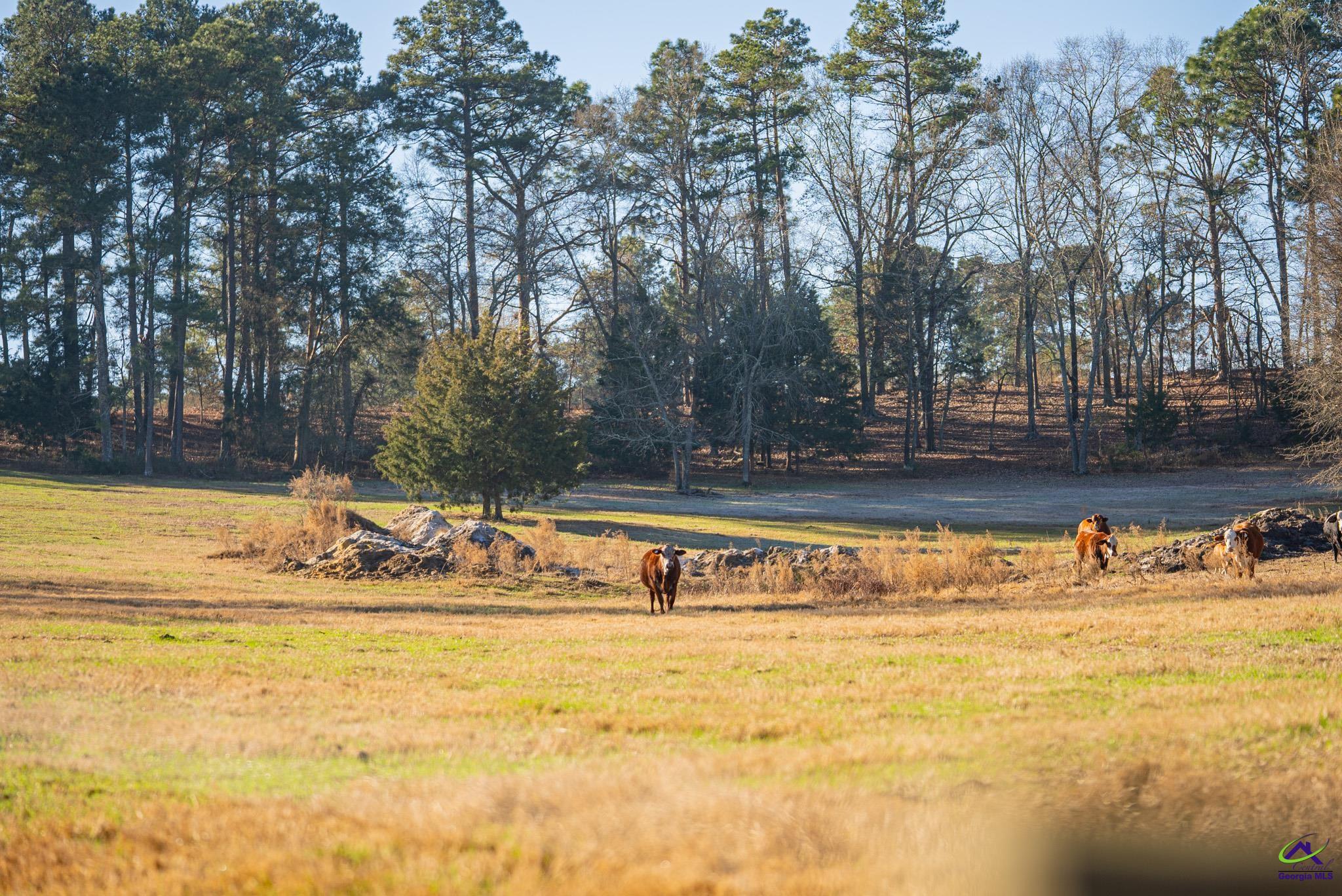 1092 Tommy Purvis Road Reynolds, GA 31076 - Photo 74 of 77