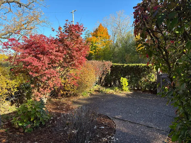 a view of a yard with plants and trees