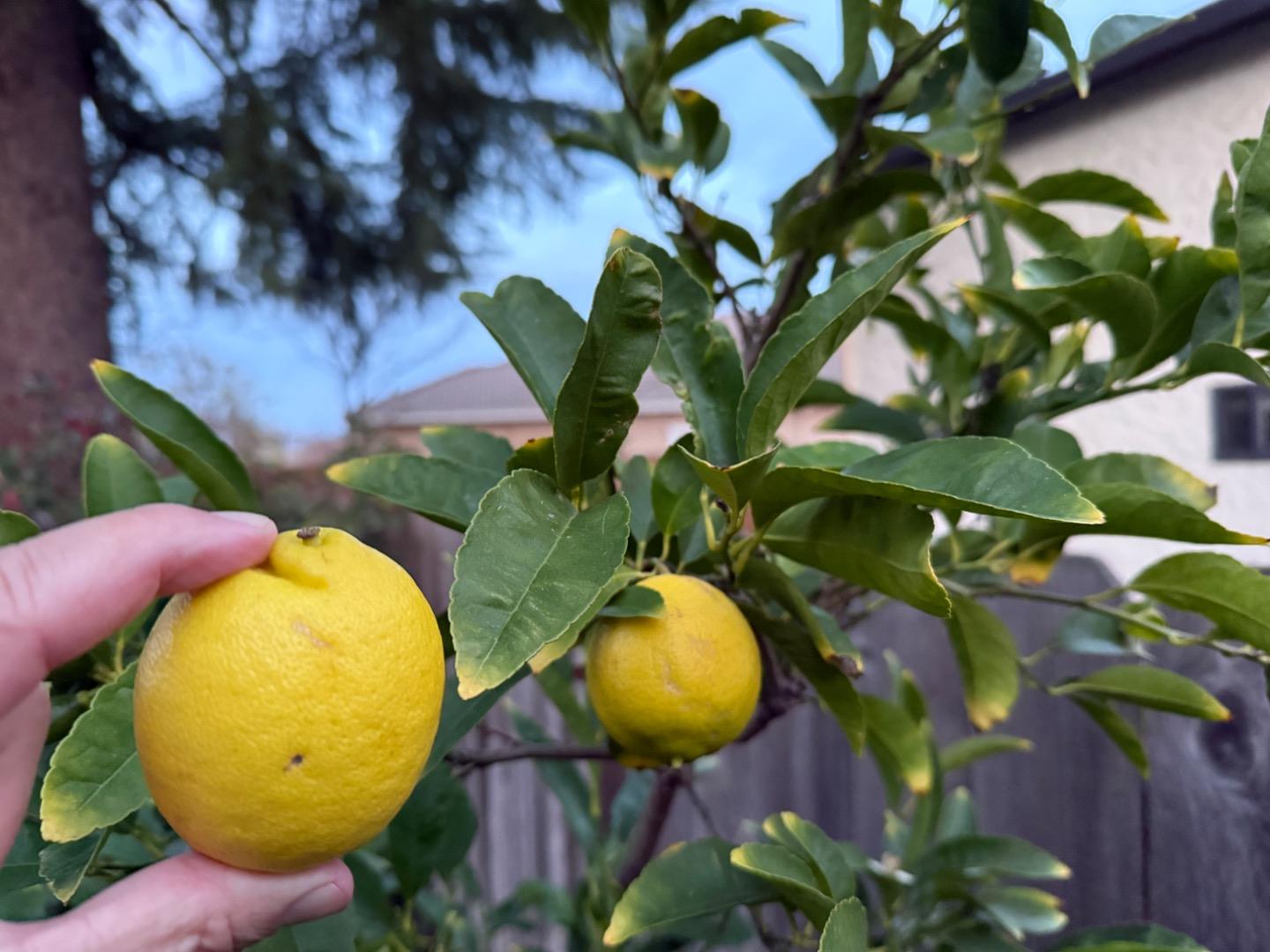 1520 Arkell Road Walnut Creek, CA 94598 - Photo 21 of 21