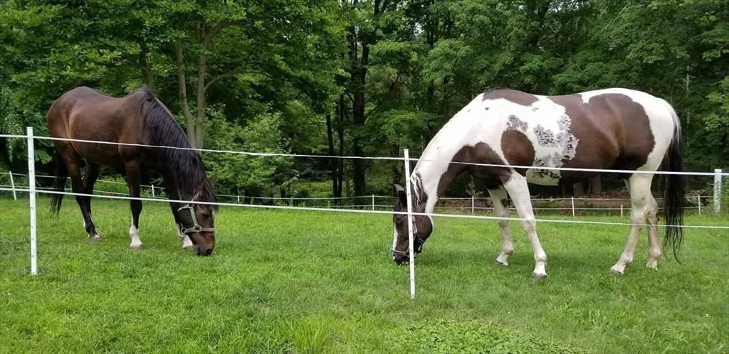 57 Upper Gore Road Webster, MA 01570 - Photo 32 of 42 a backyard of apartments with lots of plants and entertaining space