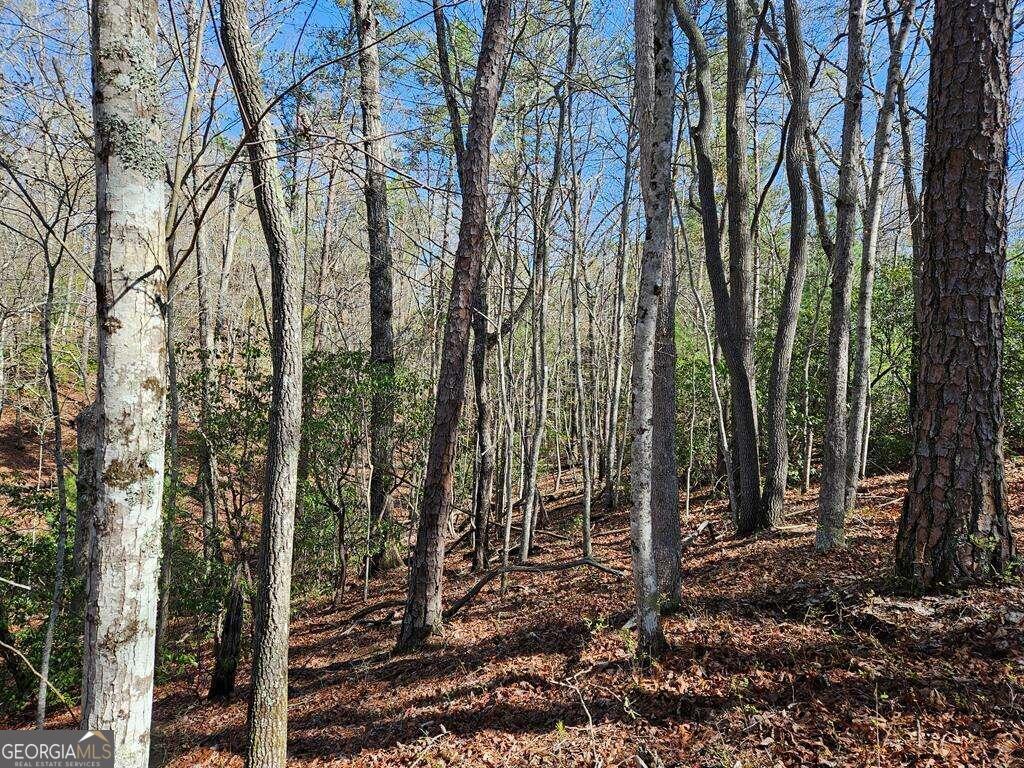 5.20 Deer Crest Road Blue Ridge, GA 30513 - Photo 47 of 66 a view of a forest filled with trees