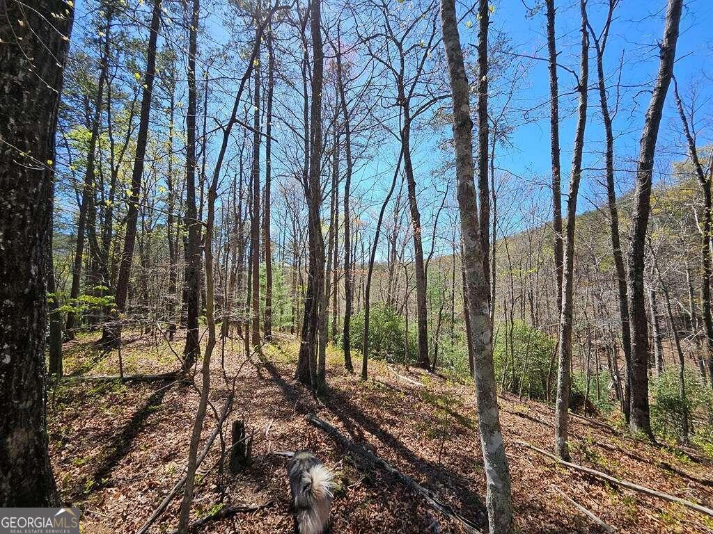5.20 Deer Crest Road Blue Ridge, GA 30513 - Photo 6 of 66 a view of outdoor space with lots of trees