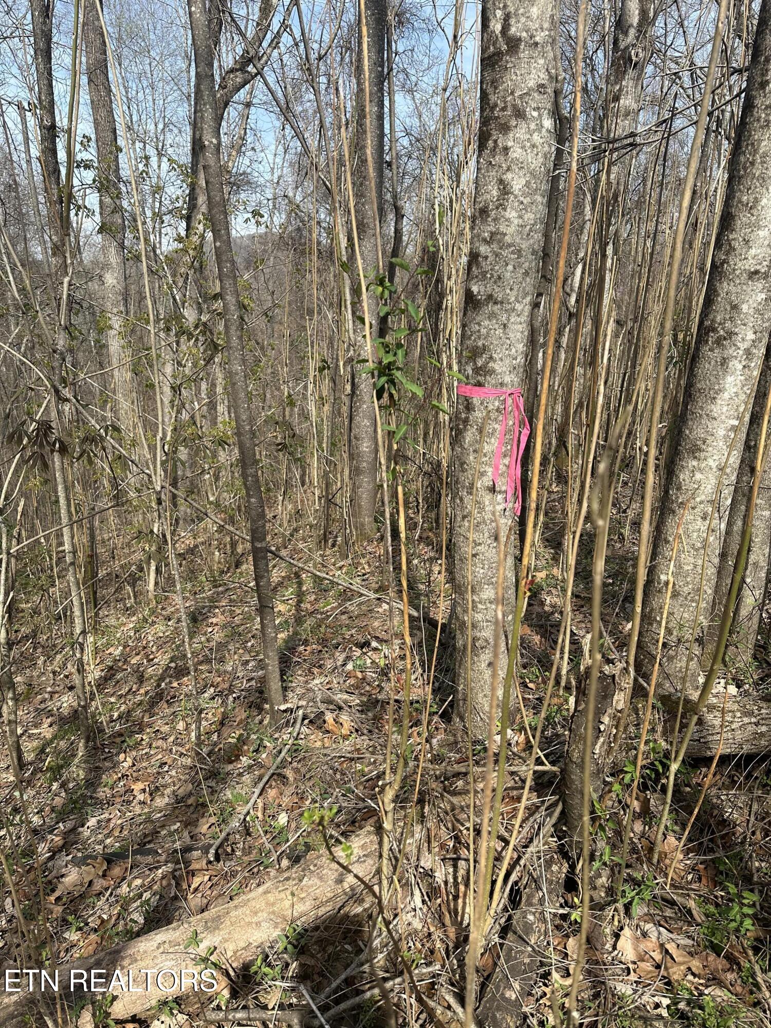Overton Road Maynardville, TN 37807 - Photo 17 of 28 overton lot 2 back side