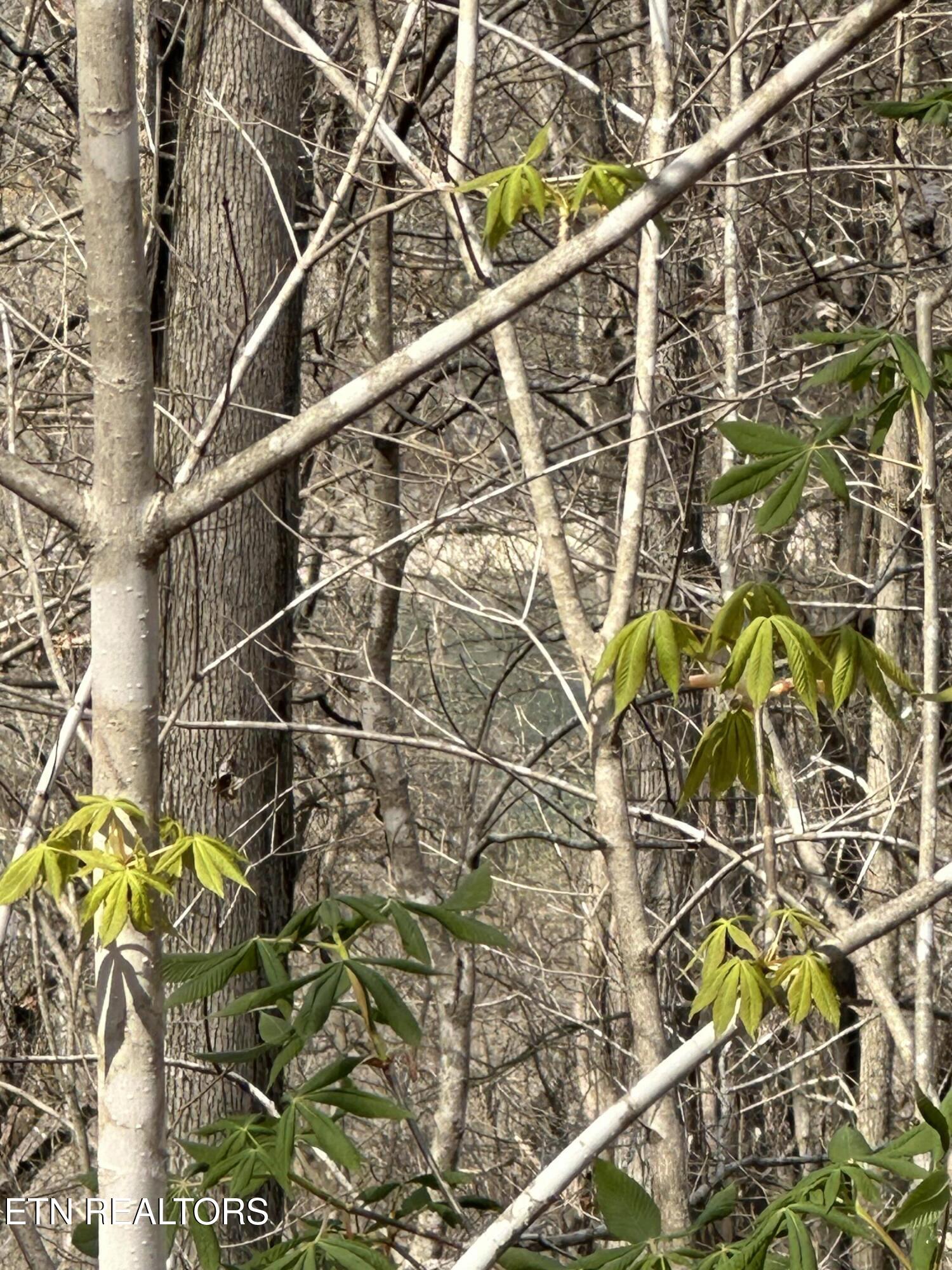 Overton Road Maynardville, TN 37807 - Photo 21 of 28 overton lot 2 seeing bob wright rd