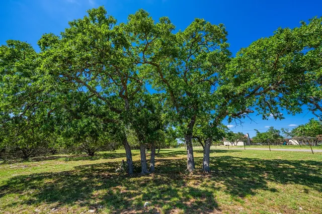 a view of a trees in a yard