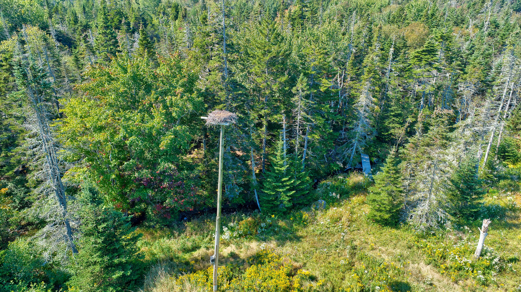 665 Corea Road Corea, ME 04624 - Photo 42 of 46 Osprey nest