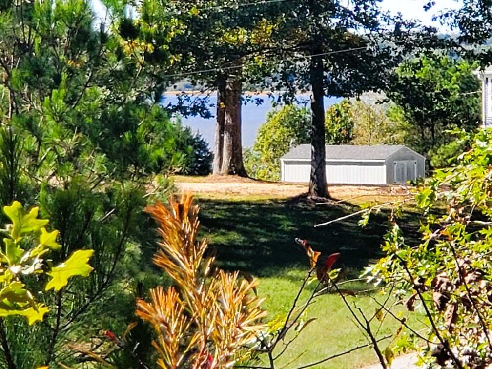 a close up of a flower in a garden