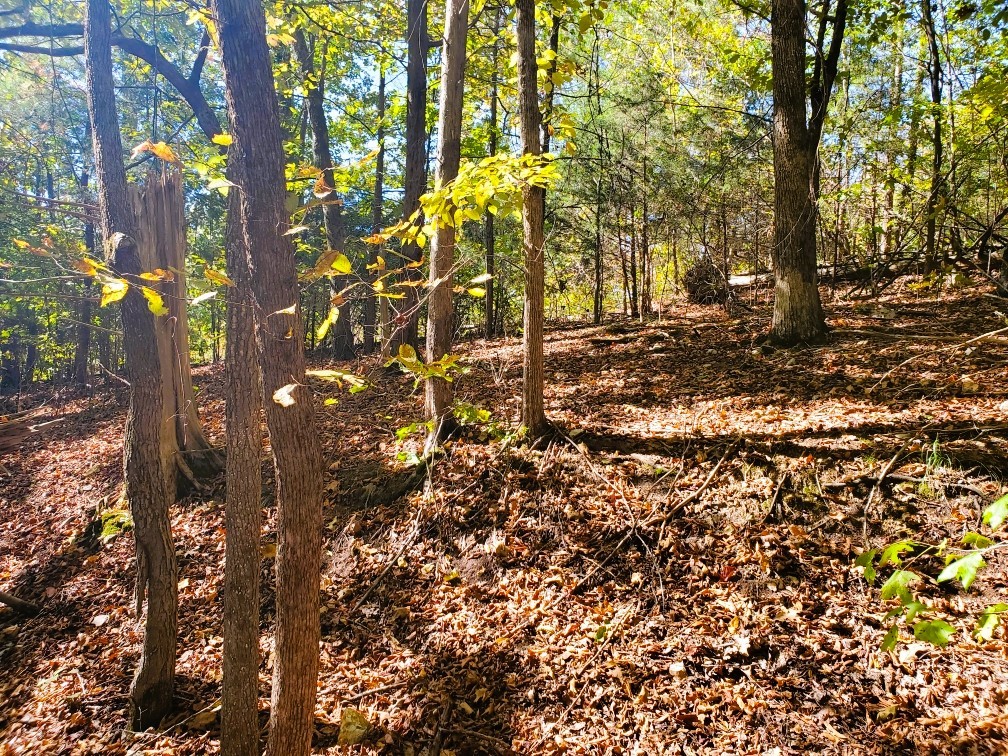 0 New Hope Road Big Sandy, TN 38221 - Photo 16 of 33 a view of tree