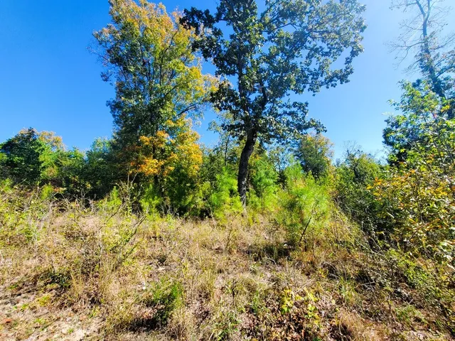 a view of a tree in a yard