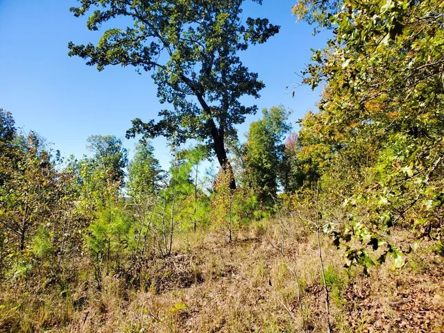 a view of a tree with a tree
