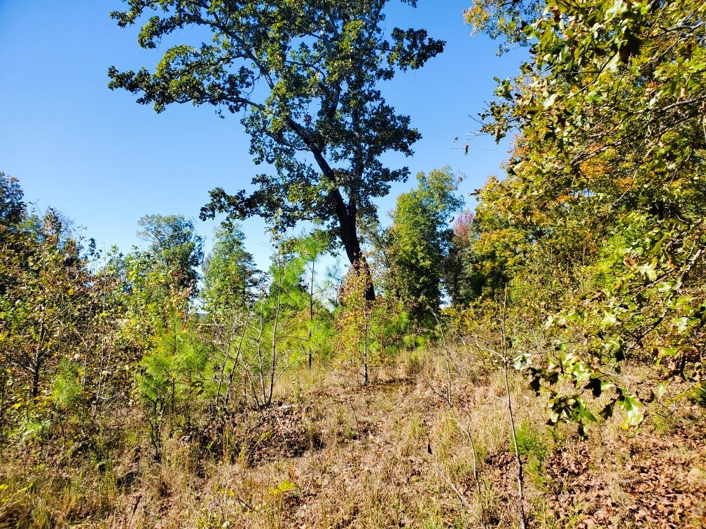 0 New Hope Road Big Sandy, TN 38221 - Photo 21 of 33 a view of a tree with a tree