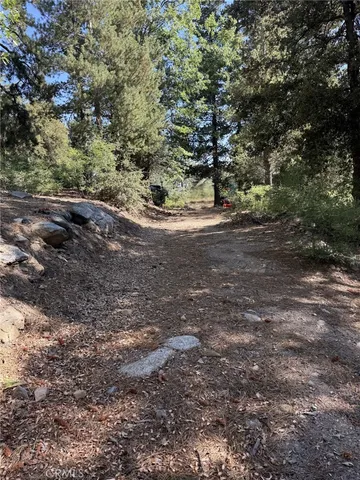 a view of a forest with trees