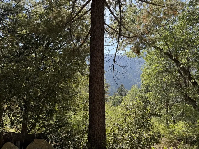 a close up of a tree
