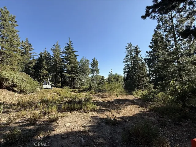 a view of a forest filled with trees