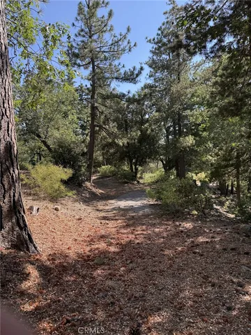 a view of a forest with trees