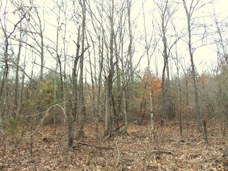 Deermont Road Oakdale, TN 37829 - Photo 14 of 22 DSC05263