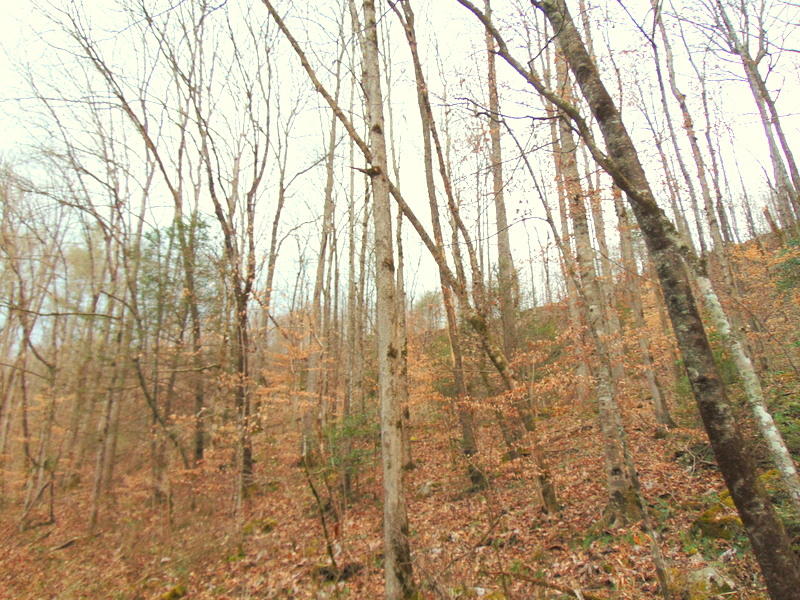 Deermont Road Oakdale, TN 37829 - Photo 8 of 22 DSC05255