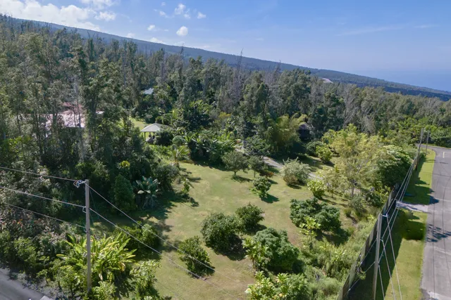 a view of a forest with a street