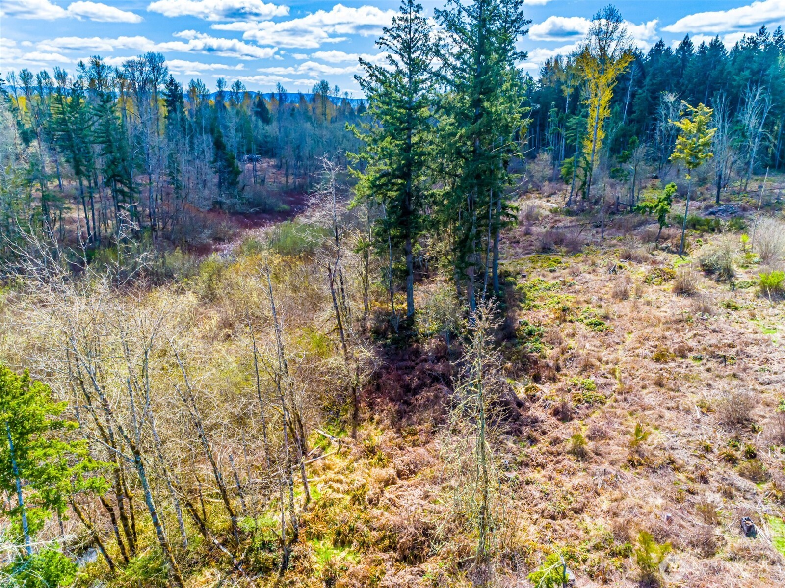 0 40th Avenue South Roy, WA 98580 - Photo 11 of 25 a view of a yard with plants and trees