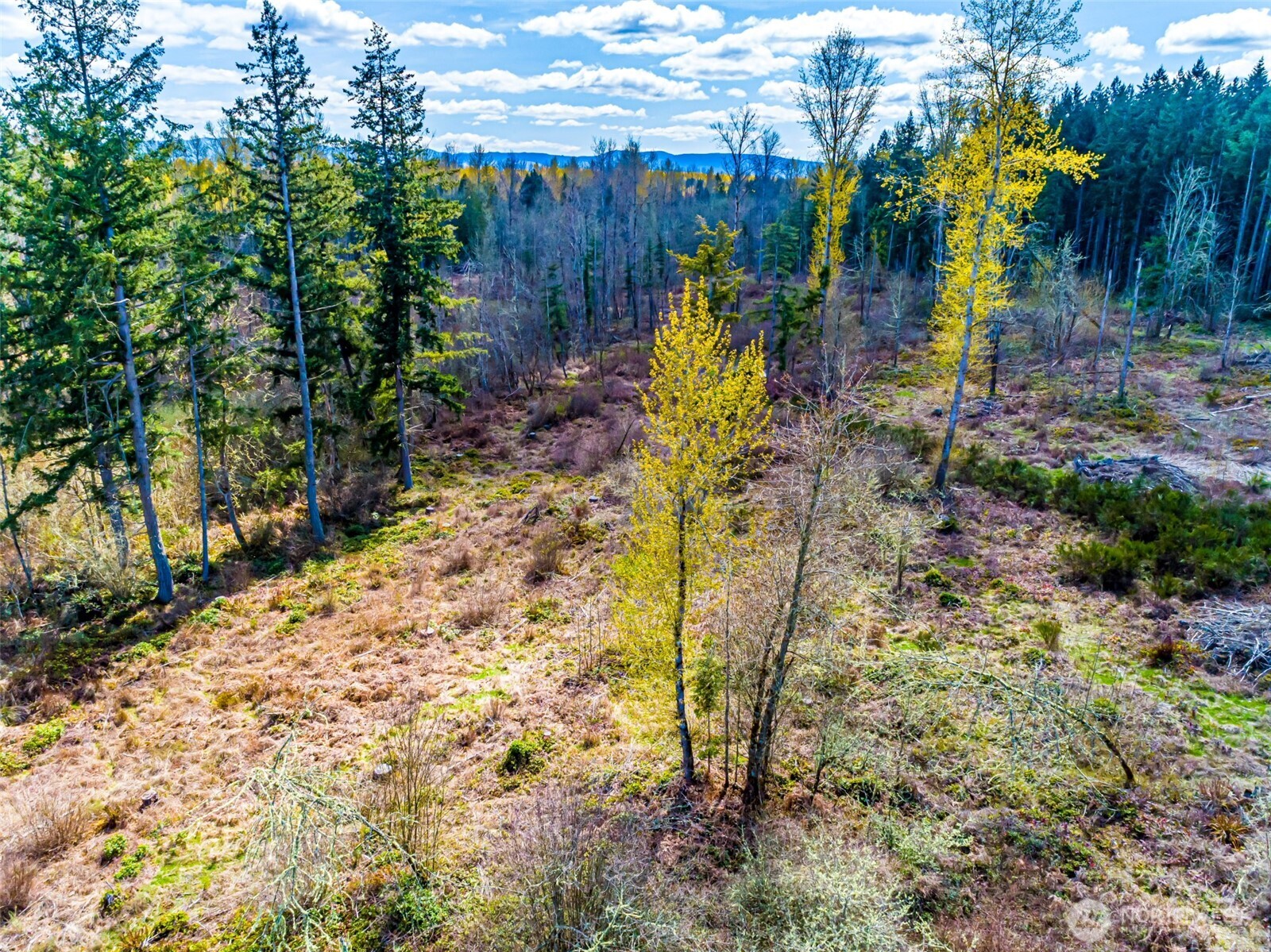 0 40th Avenue South Roy, WA 98580 - Photo 13 of 25 a view of yard with green space