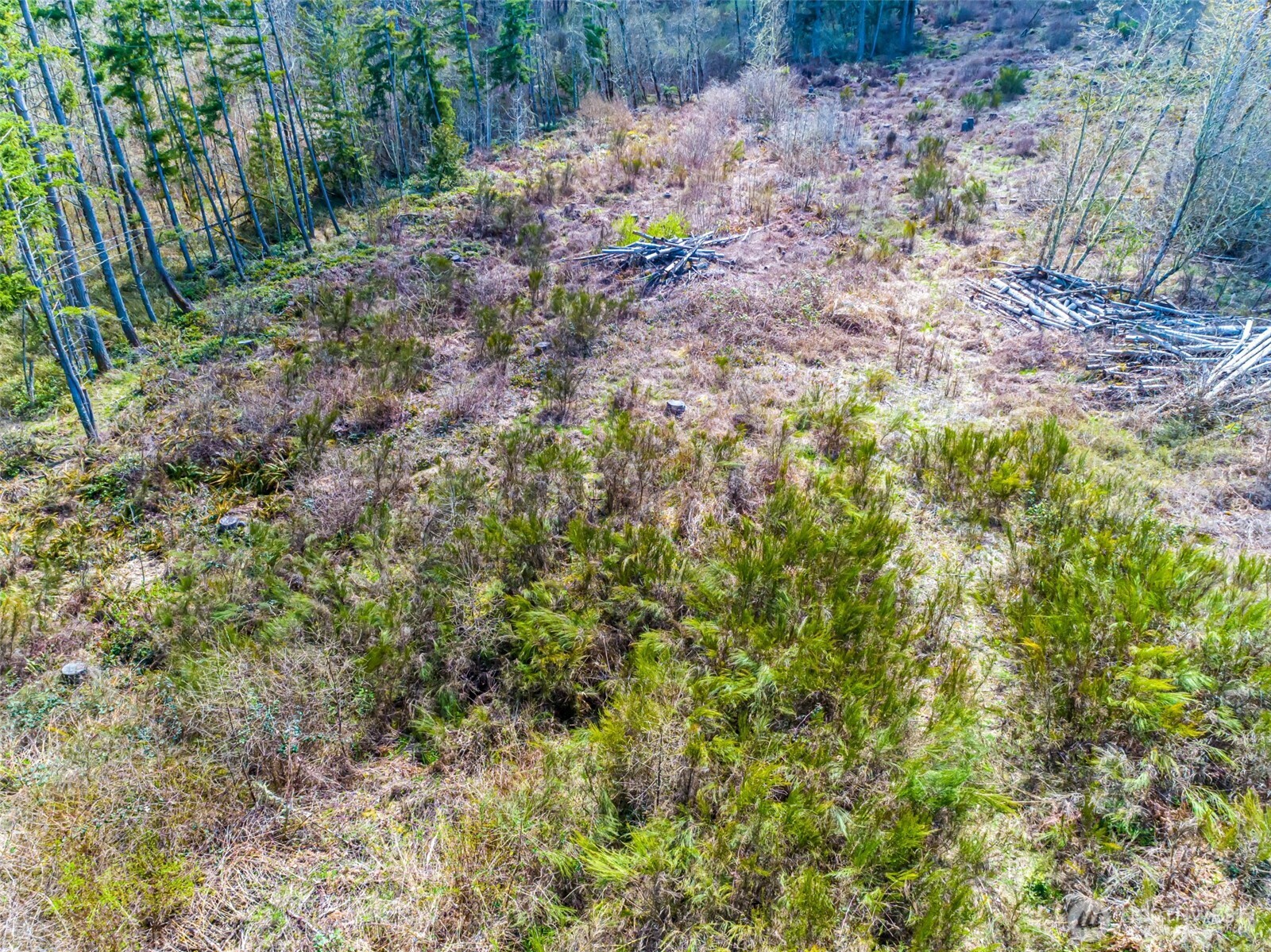 0 40th Avenue South Roy, WA 98580 - Photo 16 of 25 a view of a yard with a tree