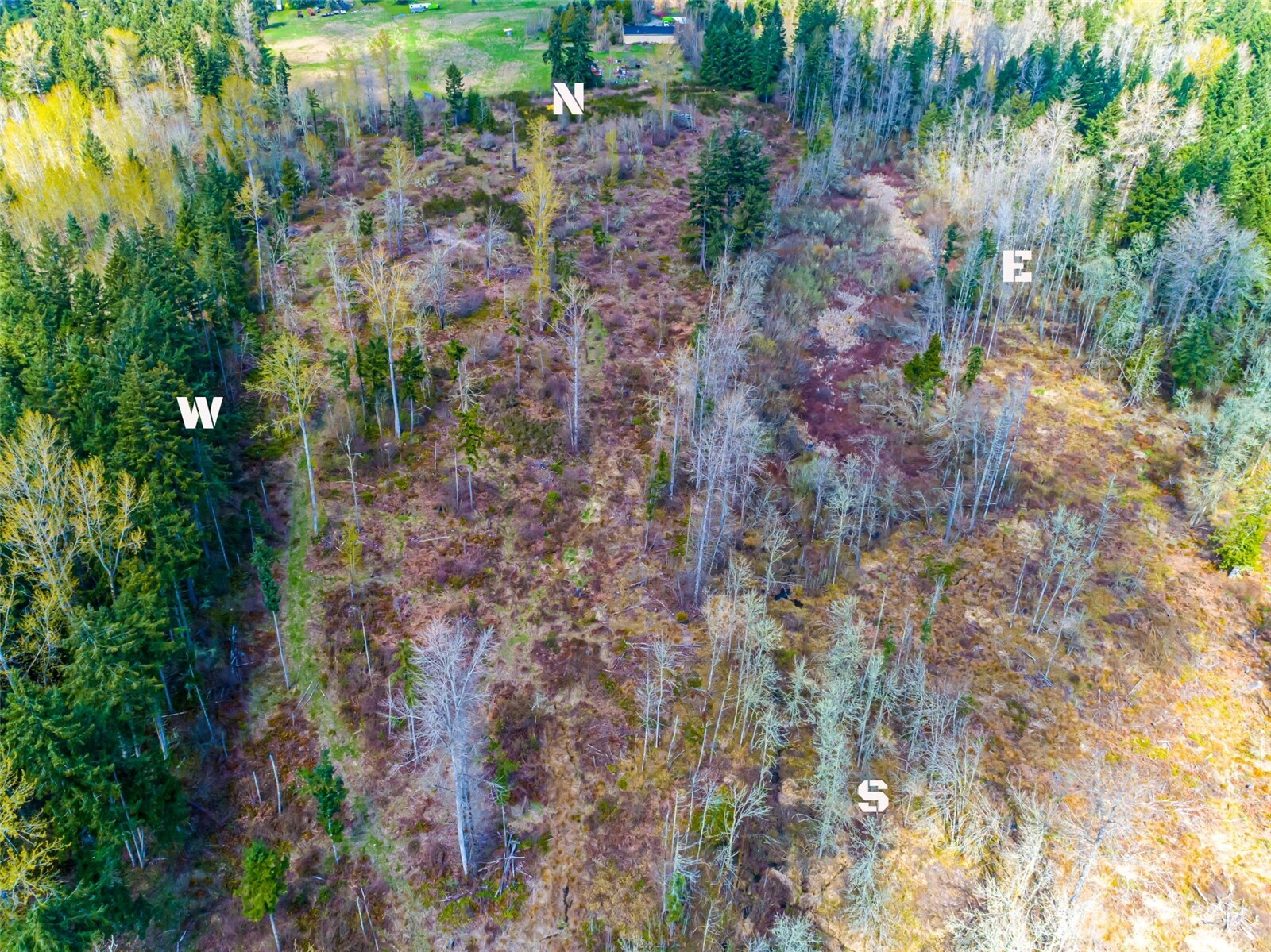 0 40th Avenue South Roy, WA 98580 - Photo 18 of 25 a view of a yard with plants and a large tree
