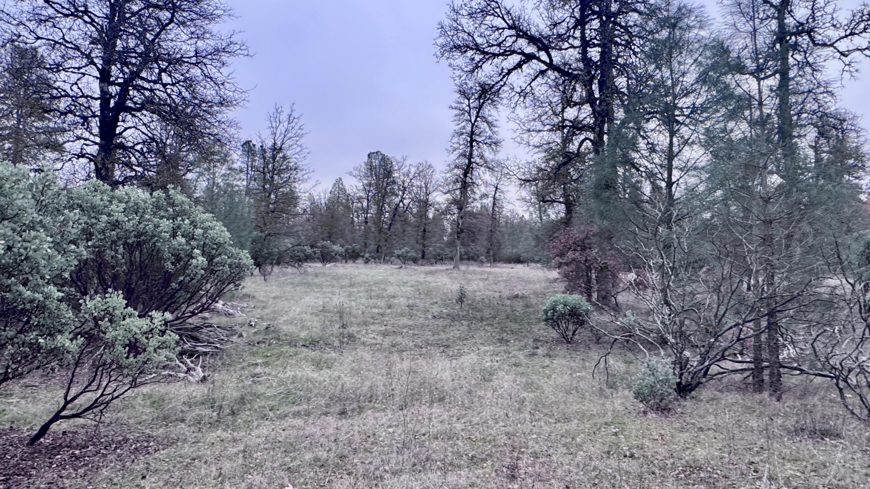 15.77 Acres Dittman Road Montgomery Creek, CA 96065 - Photo 8 of 26 FullSizeRender