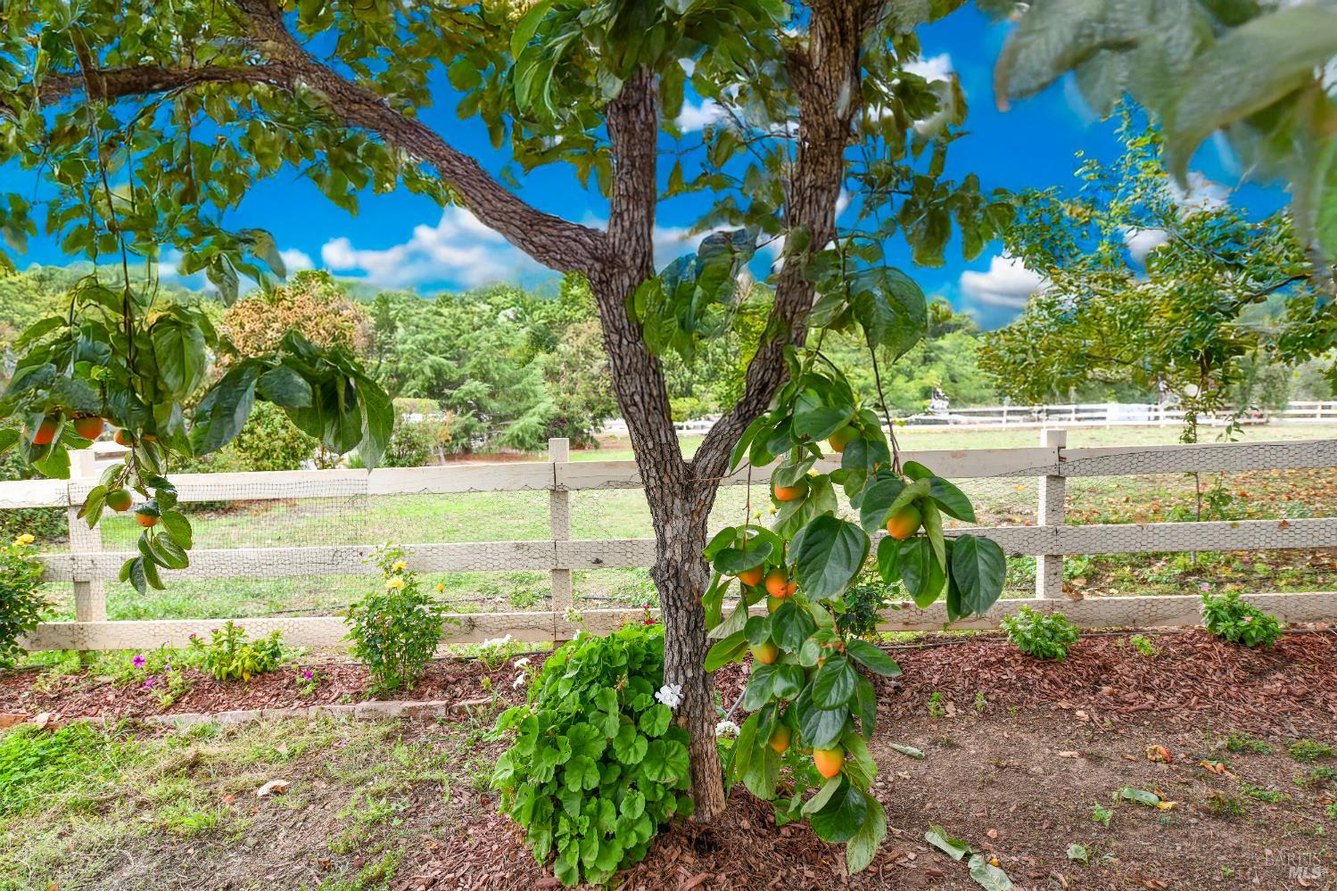 2060 Hagen Road Napa, CA 94558 - Photo 54 of 56 a view of a yard with an tree