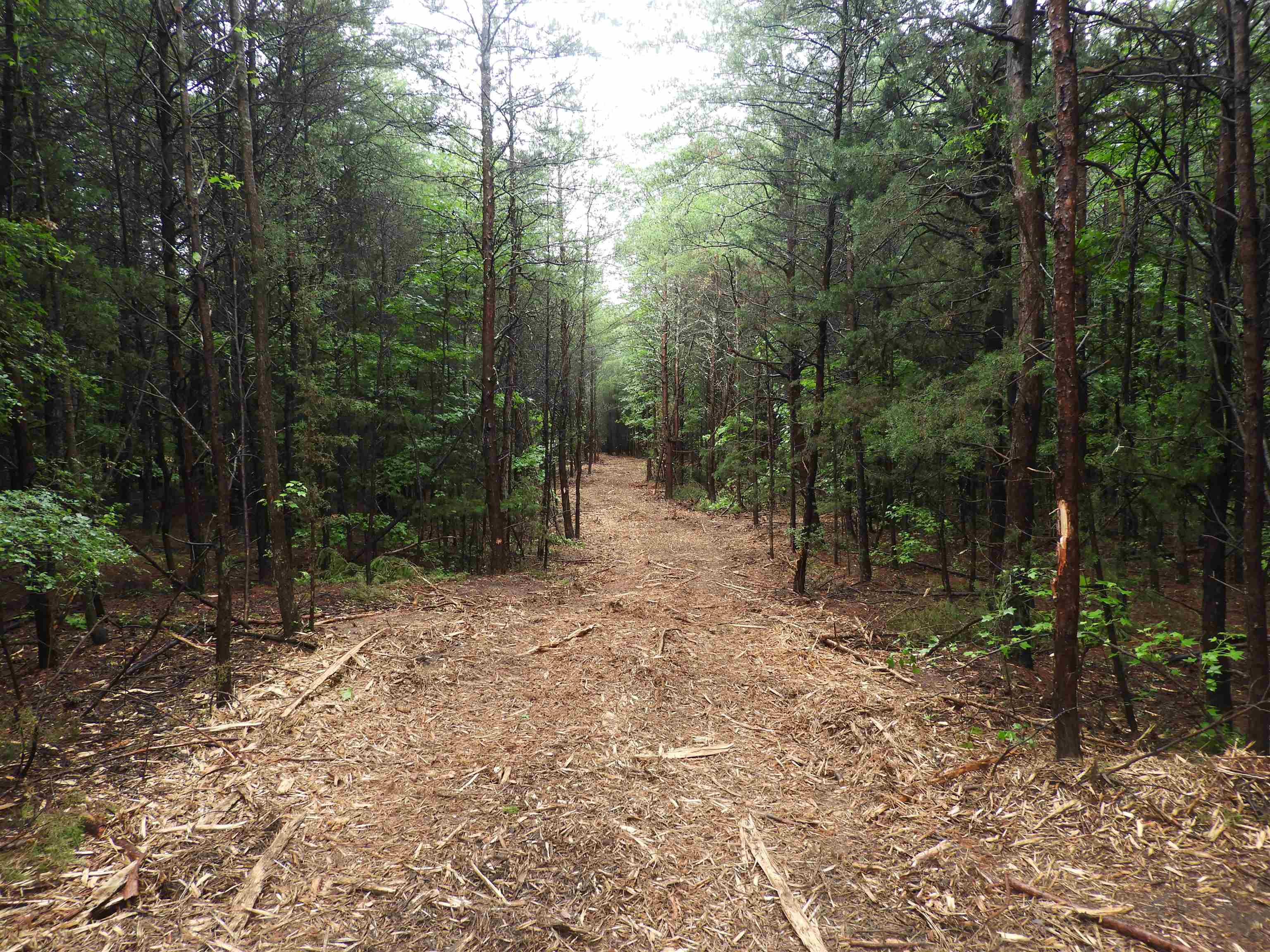 2109-tract D 2109-tract D Riddle Road Pauline, SC 29374 - Photo 11 of 42