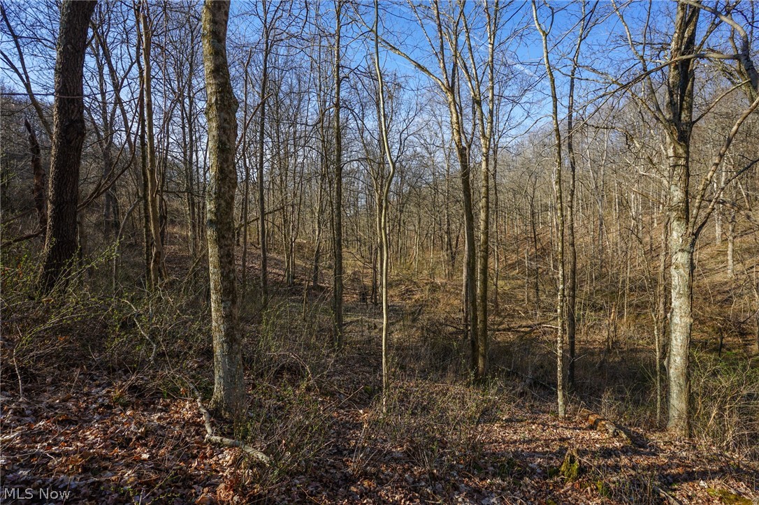 York Road Adena, OH 43901 - Photo 15 of 50 View of local wilderness