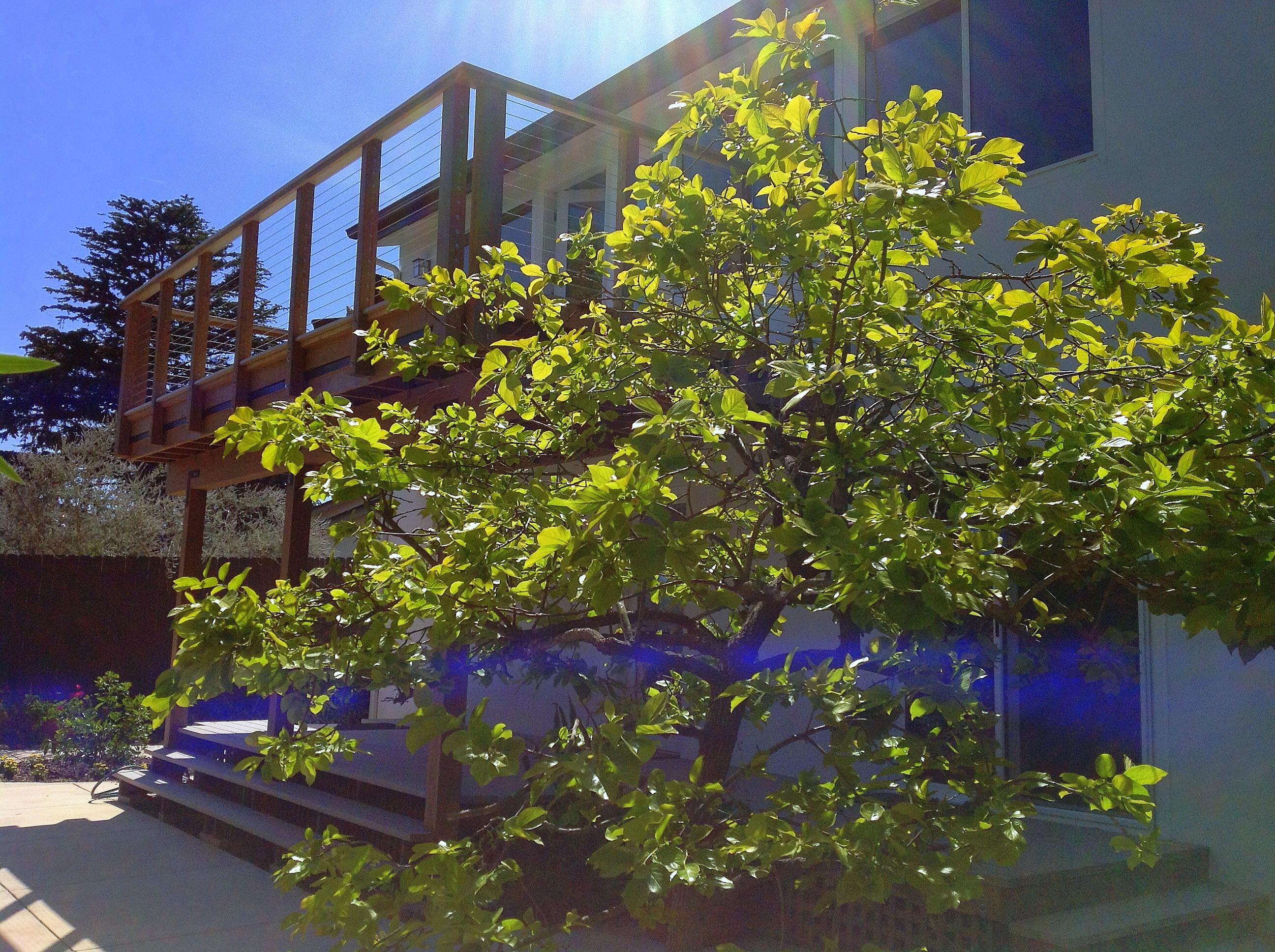 4 Fellowship Circle Santa Barbara, CA 93109 - Photo 24 of 27 a flower plants with wooden fence