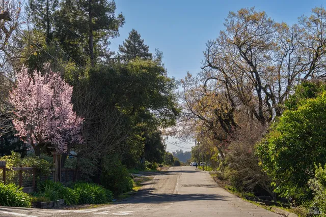 a view of park with trees