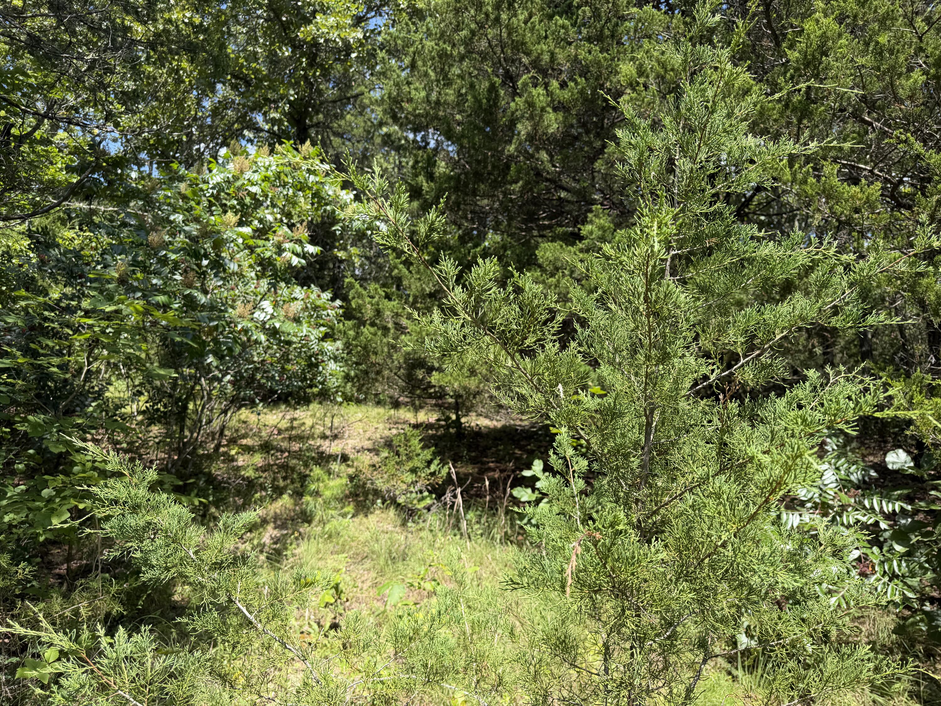0 Ranch Road Willow Springs, MO 65793 - Photo 2 of 15 IMG_1952 2
