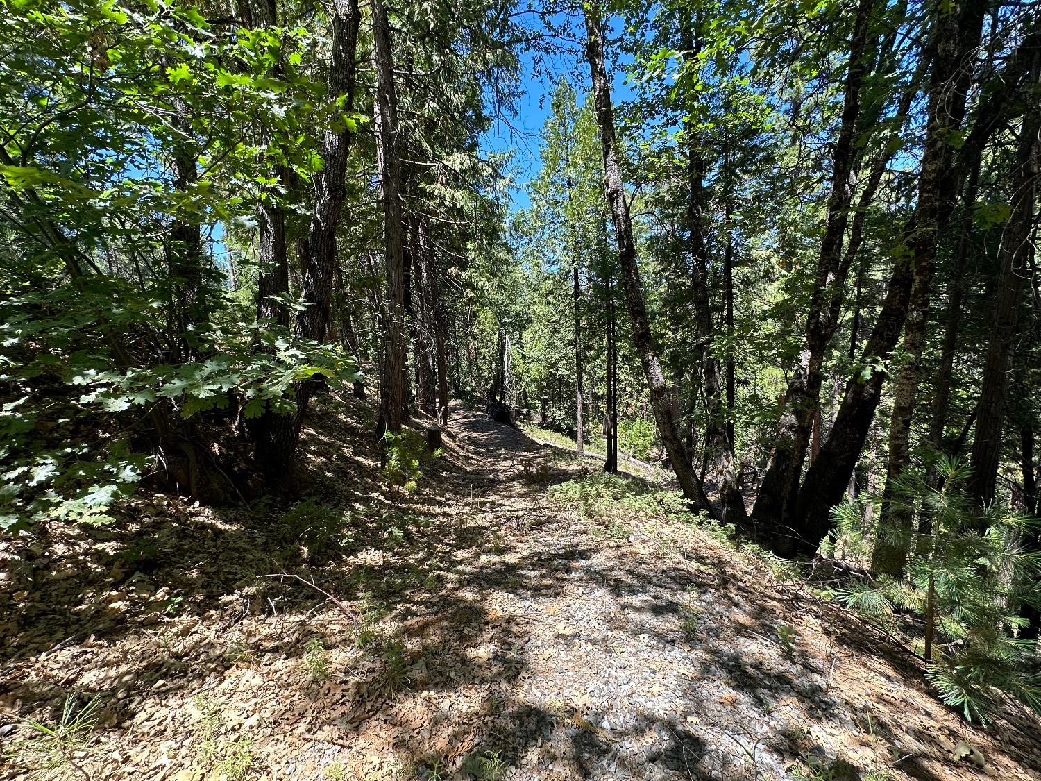 487 Canyon View Drive Murphys, CA 95247 - Photo 3 of 8 a view of a forest with trees
