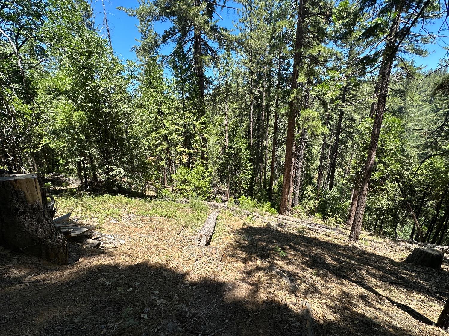 487 Canyon View Drive Murphys, CA 95247 - Photo 5 of 8 a view of a trees with yard