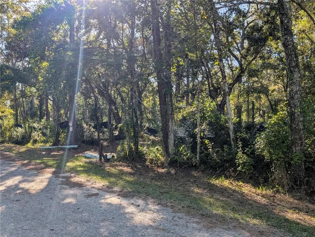 a view of a forest with trees