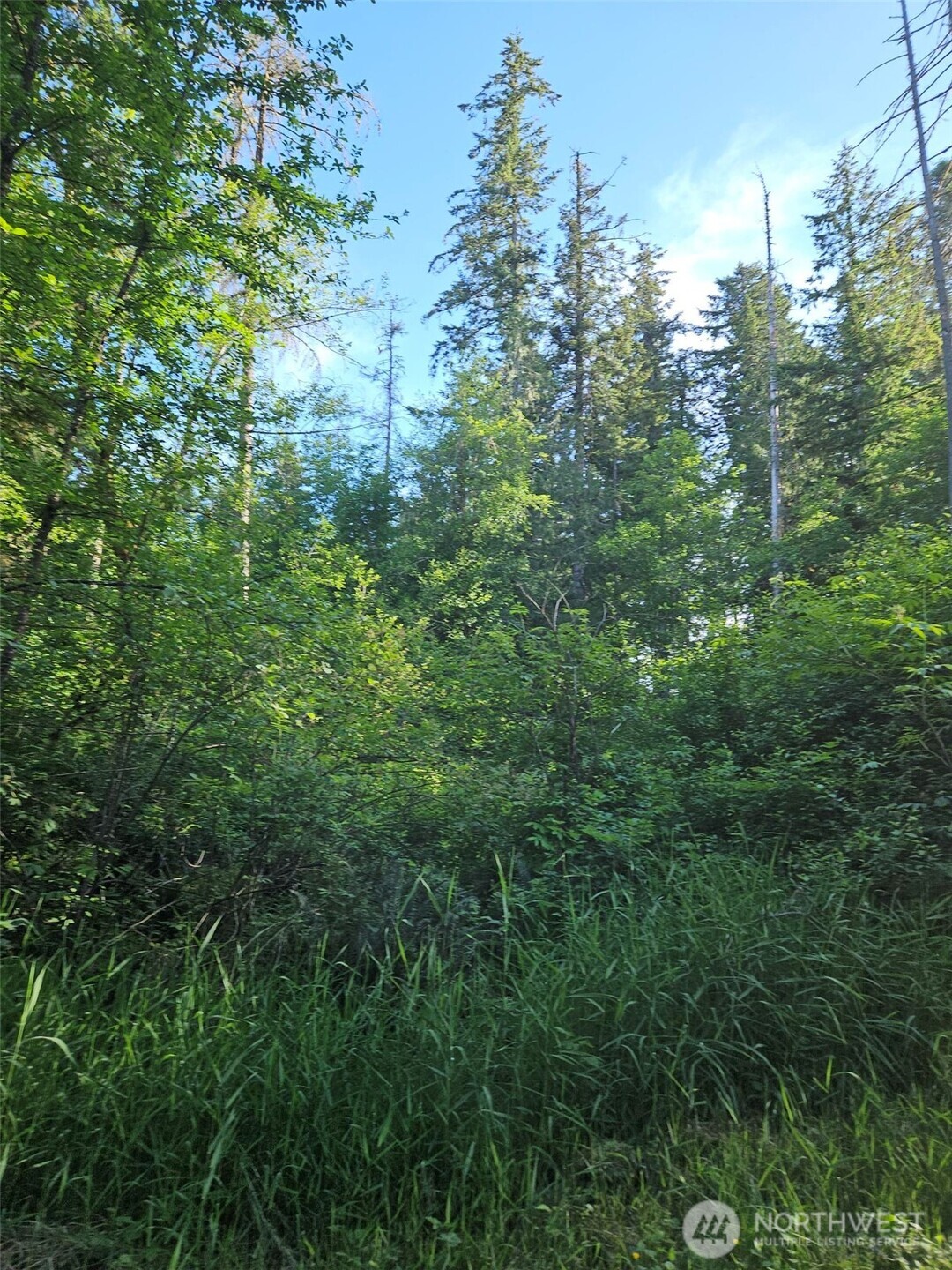 5033 Polehn Road Southwest Rochester, WA 98579 - Photo 14 of 15 a view of a forest that has a tree