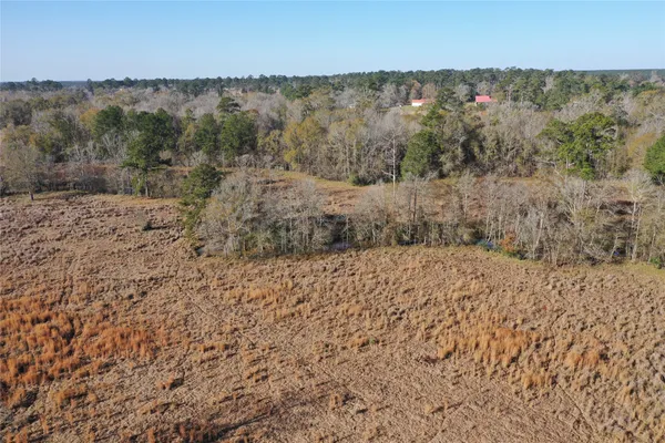 a view of a dry yard covered with trees