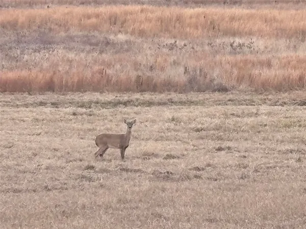 a view of a dry yard