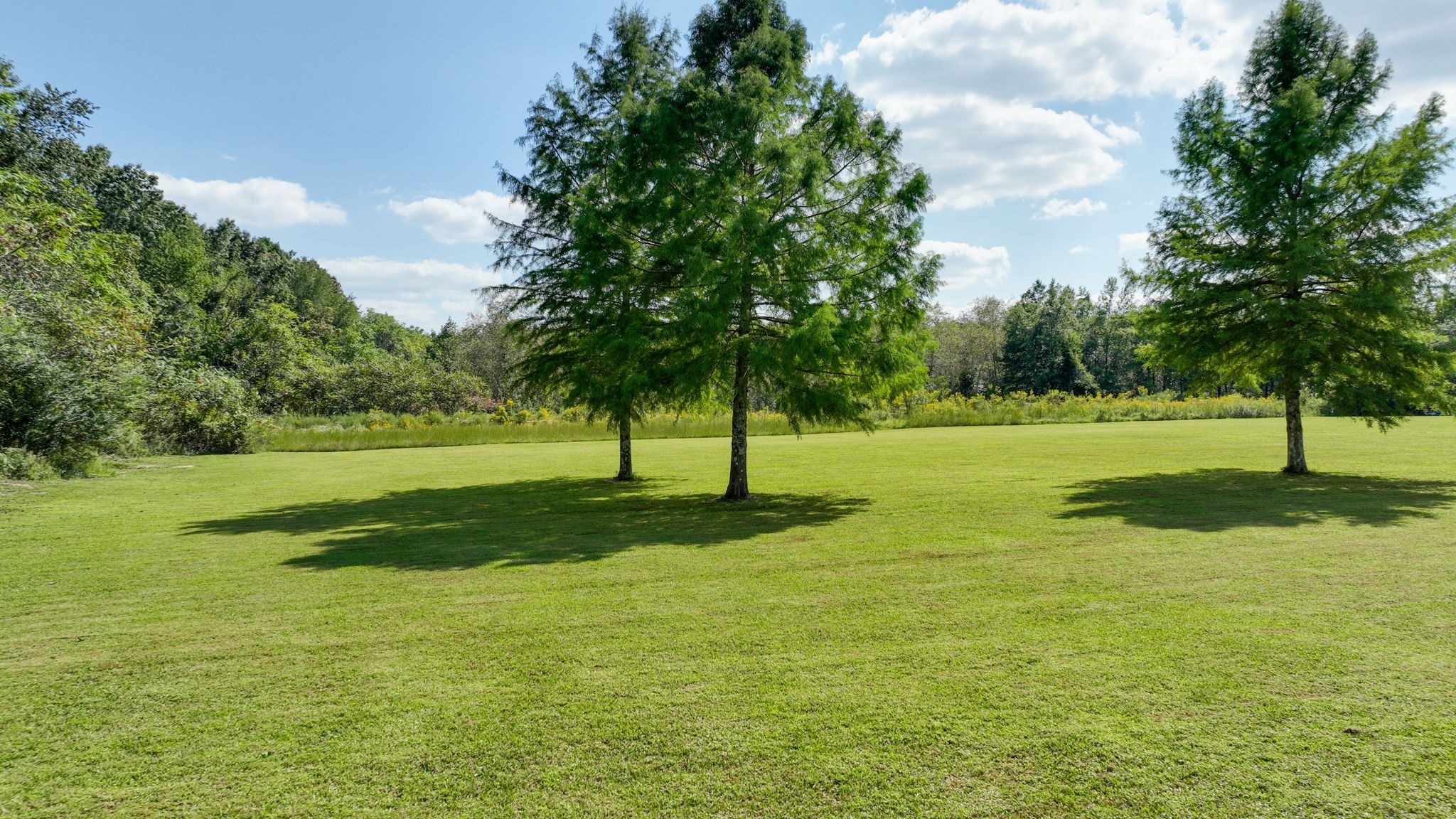 1972 Espy Road Bradyville, TN 37026 - Photo 54 of 67 a view of a tree in a park