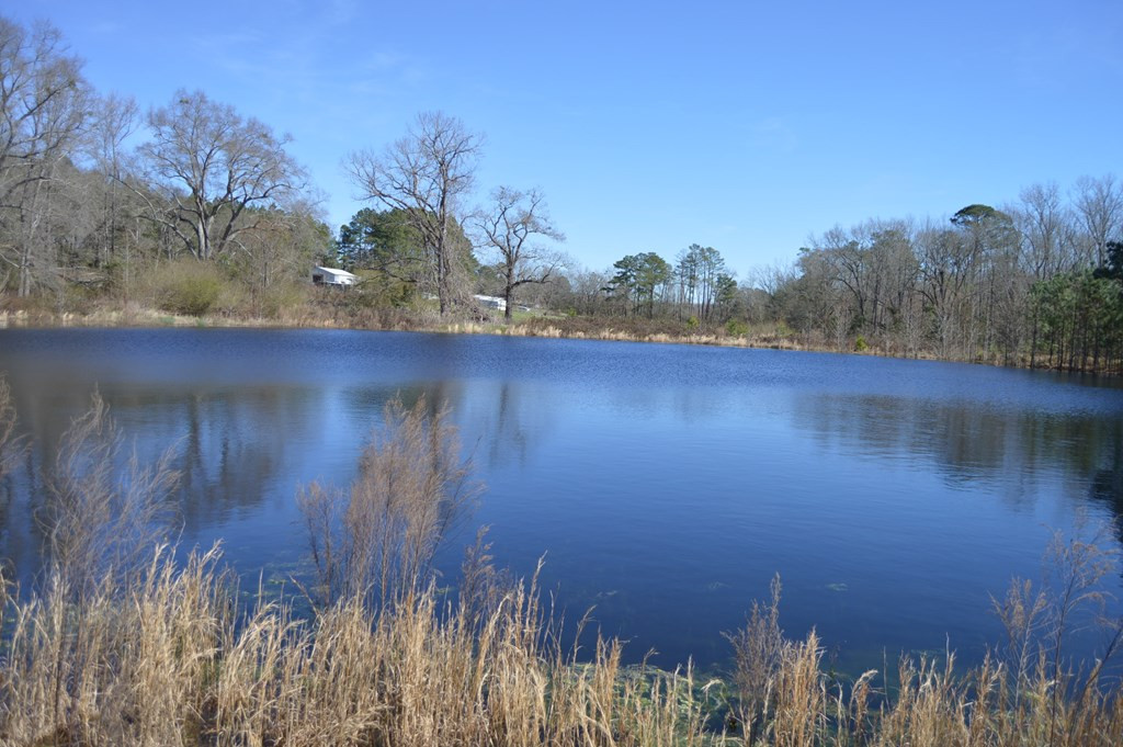 0 Mayo Road Ridge Spring, SC 29129 - Photo 9 of 14