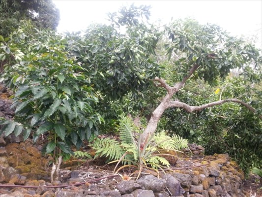 83-5602 Hawaii Belt Road Captain Cook, HI 96704 - Photo 11 of 19 Gallery Image 11