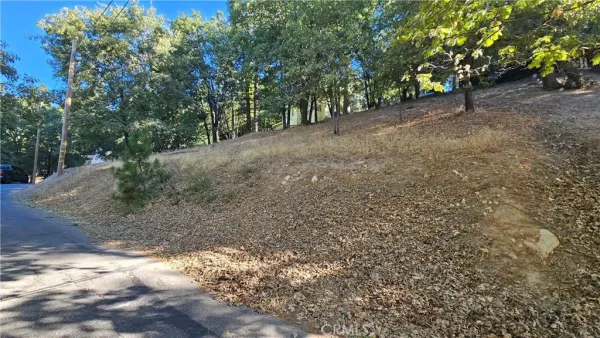 a view of a forest with trees in the background