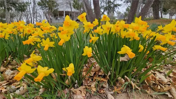 a view of a yard