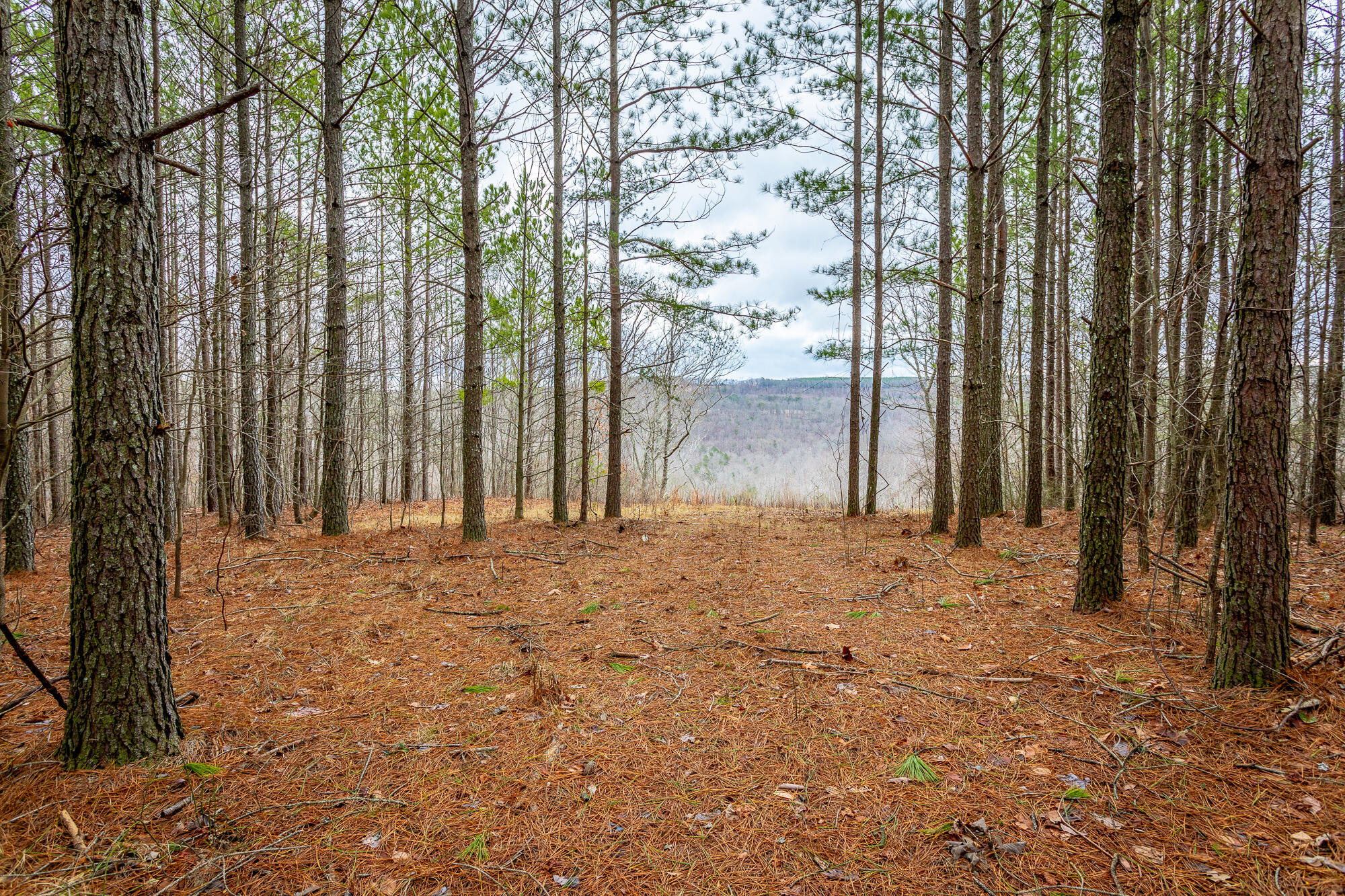 0 Split Rail Way, Unit LOT 1354 Guild, TN 37340 - Photo 11 of 68 River Gorge Ranch Lot 1354 HD-19