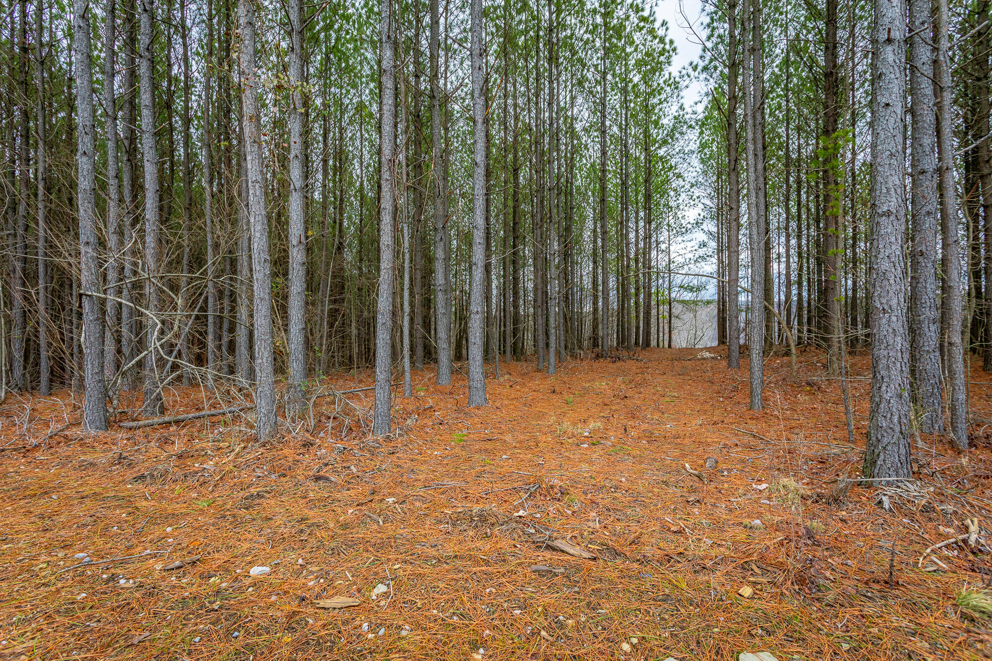 0 Split Rail Way, Unit LOT 1354 Guild, TN 37340 - Photo 12 of 68 River Gorge Ranch Lot 1354 HD-16