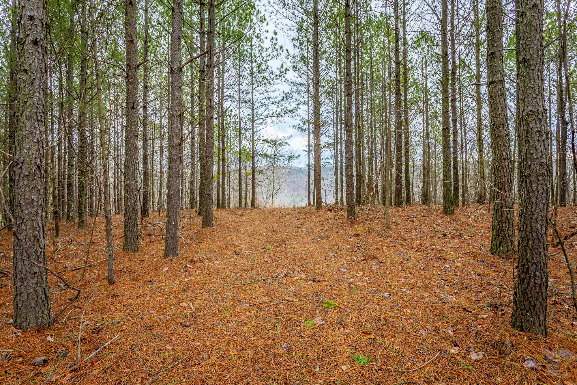 0 Split Rail Way, Unit LOT 1354 Guild, TN 37340 - Photo 13 of 68 River Gorge Ranch Lot 1354 HD-18