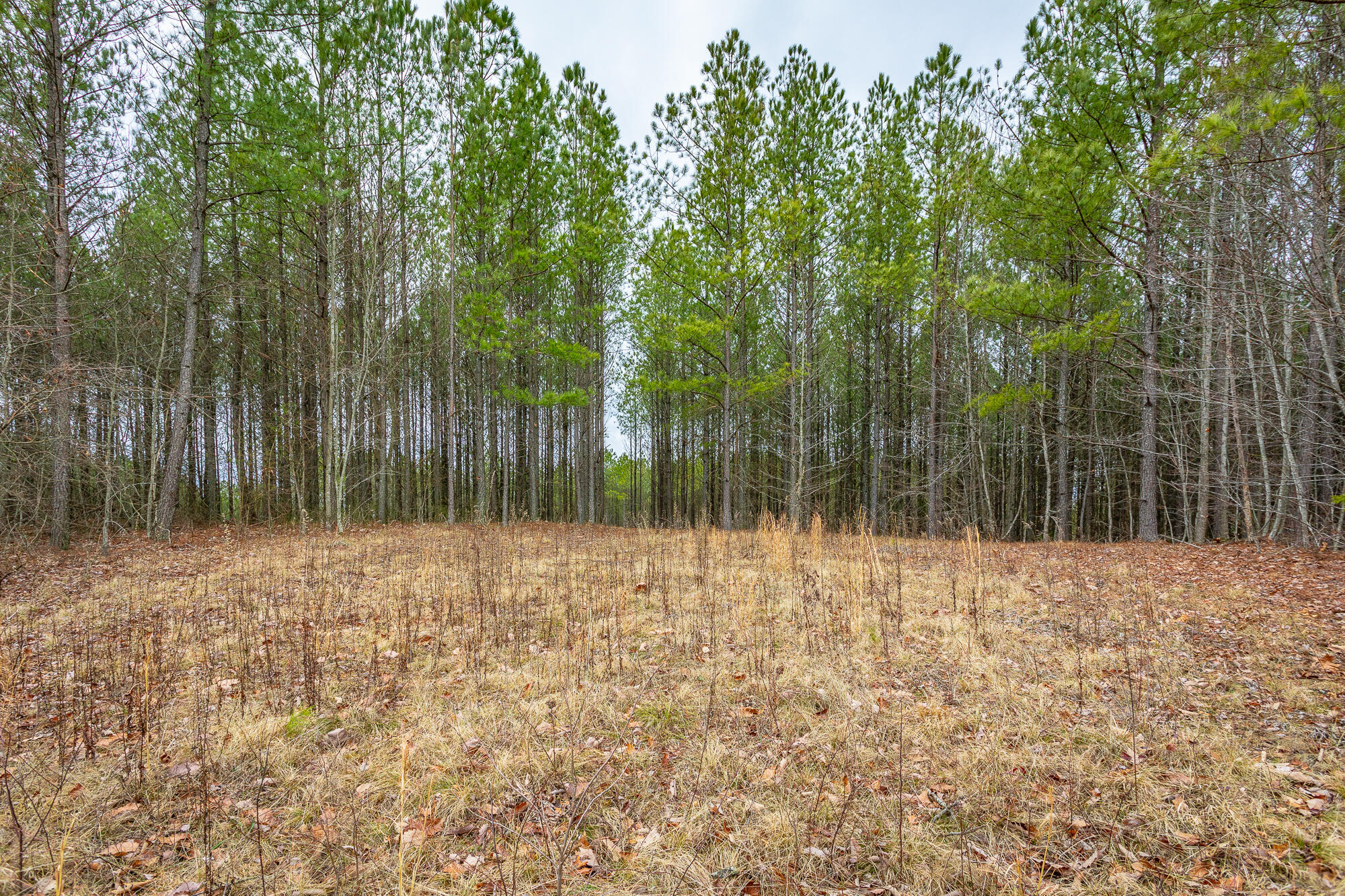 0 Split Rail Way, Unit LOT 1354 Guild, TN 37340 - Photo 14 of 68 River Gorge Ranch Lot 1354 HD-30