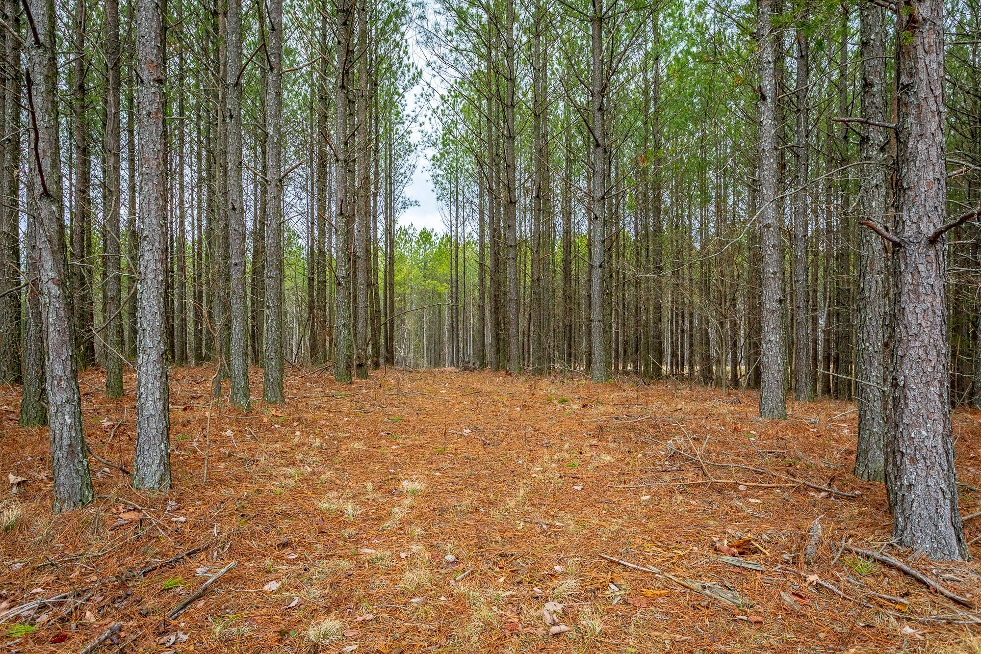 0 Split Rail Way, Unit LOT 1354 Guild, TN 37340 - Photo 15 of 68 River Gorge Ranch Lot 1354 HD-32